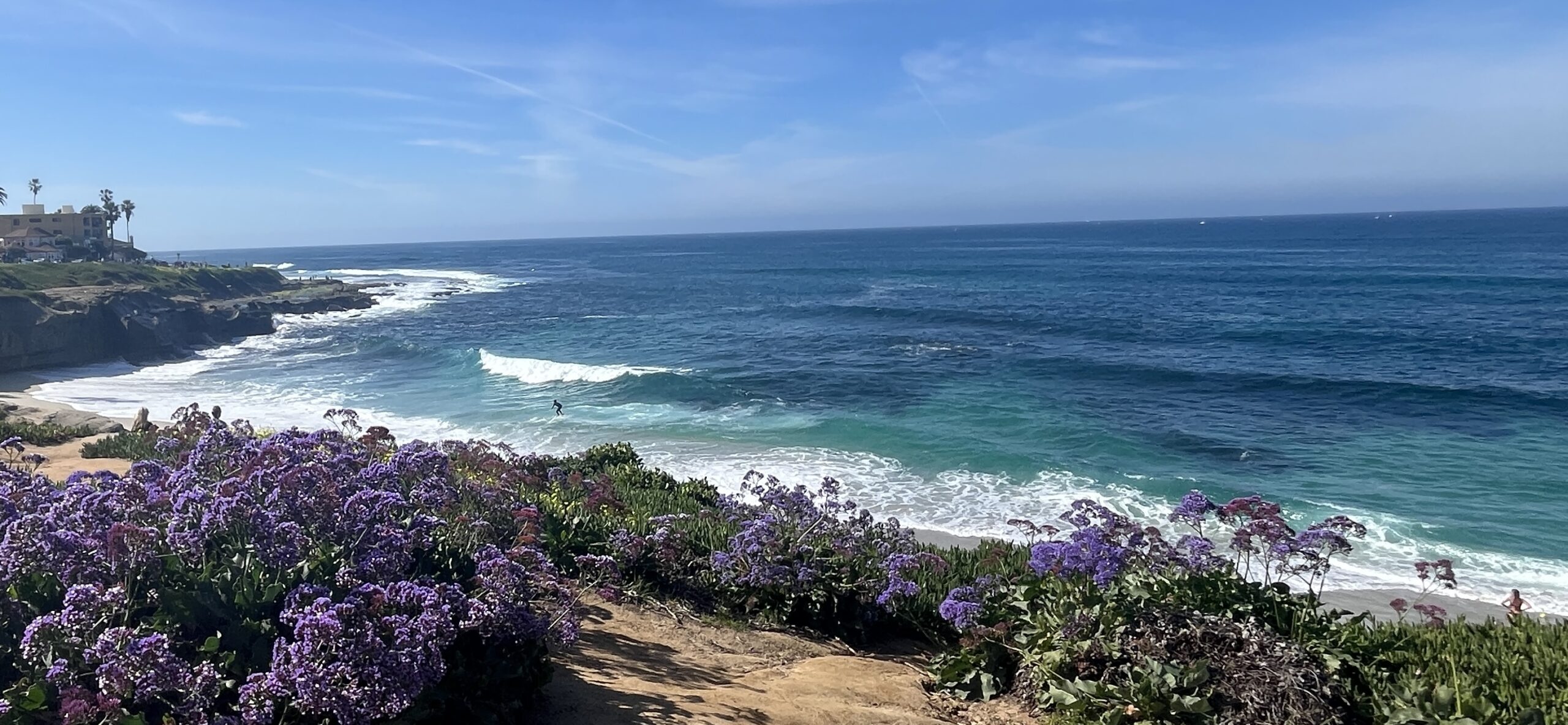 Purple flowers bloom along the shore in La Jolla, California. The ocean waves crash against the rocks under a clear blue sky. Palm trees line the coastline in the distance.